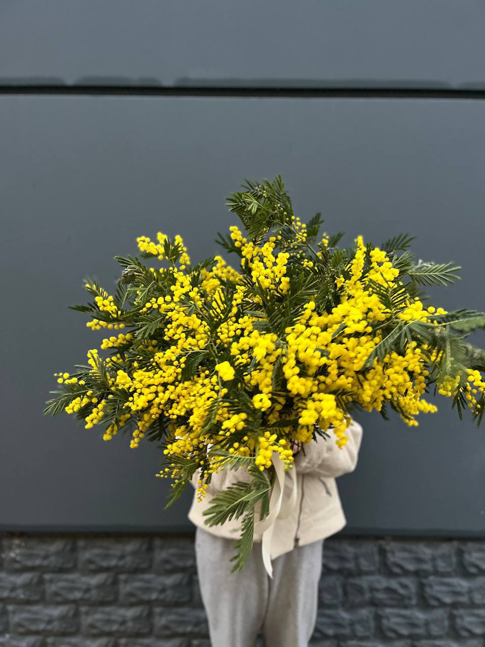 Охопка мимозы в Сириусе