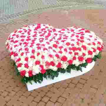 555 роза Heart в Сириусе