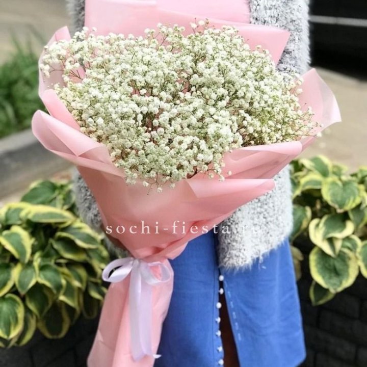 Белоснежные гипсофилы в Сириусе