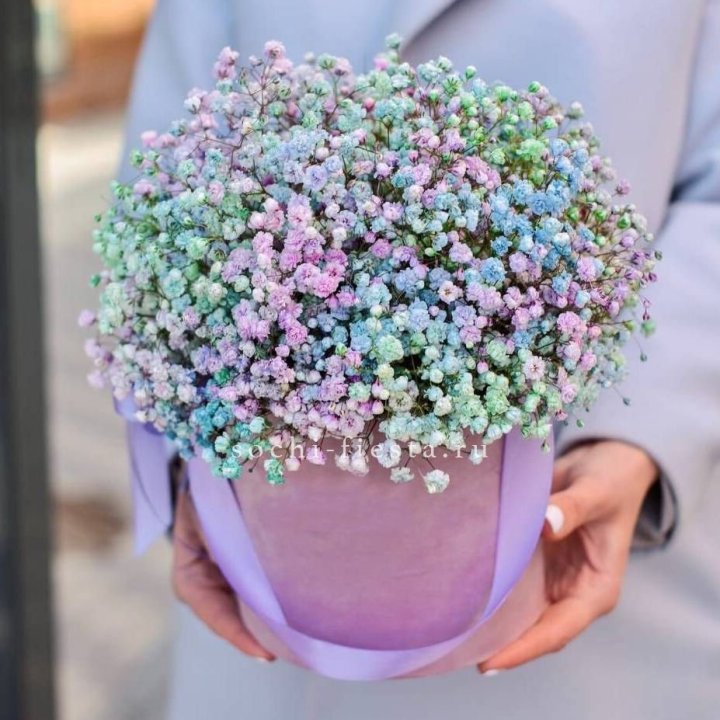 Гипсофилы в шляпной коробке "Candyland" в Сириусе