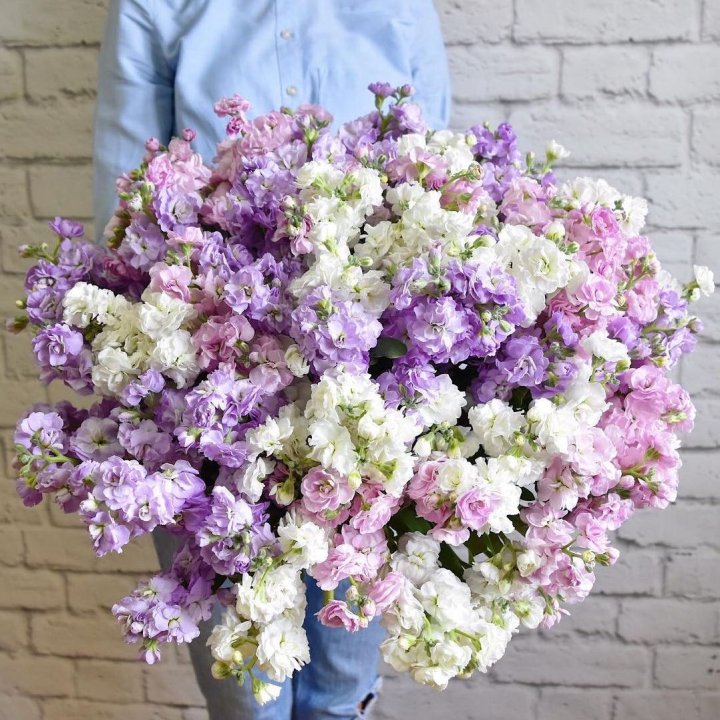 Облако маттиол в Сириусе