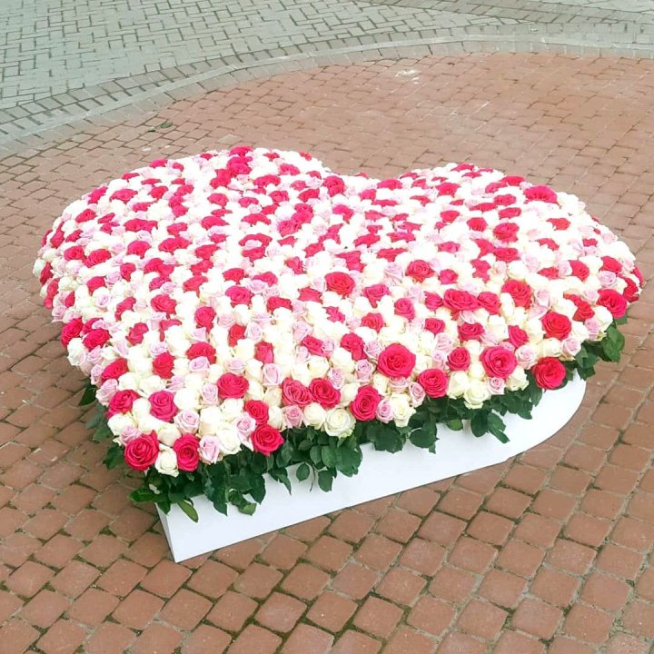 555 роза  в Сириусе