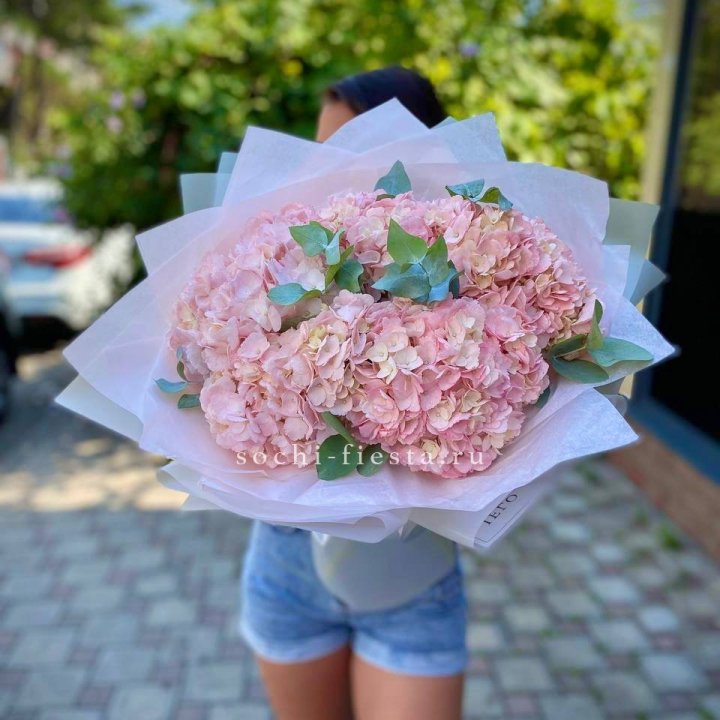 5 розовых гортензий Summer в Сириусе