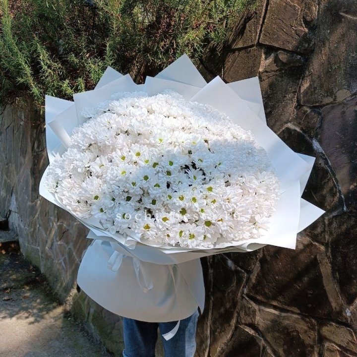 Облако хризантем №2 в Сириусе