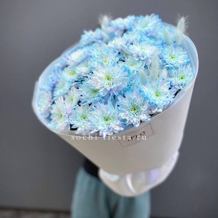  Букет нежно-голубых хризантем  в Сириусе