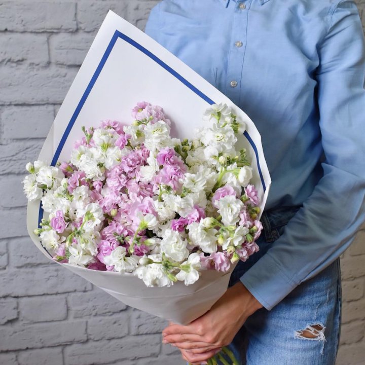 Маттиола в Сириусе