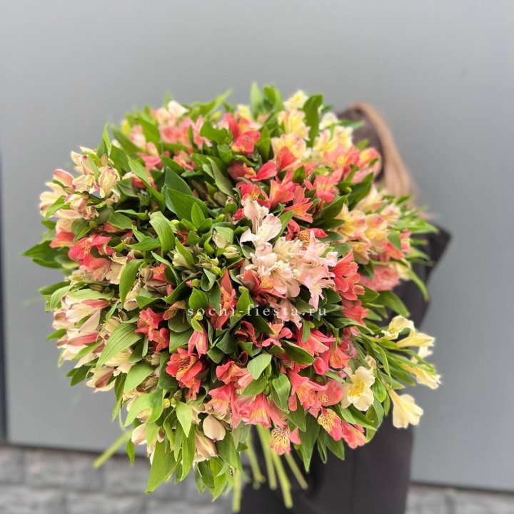 51 альстромерия в Сириусе