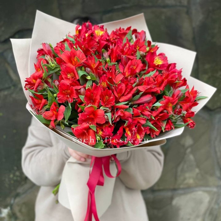 51 альстромерия в Сириусе