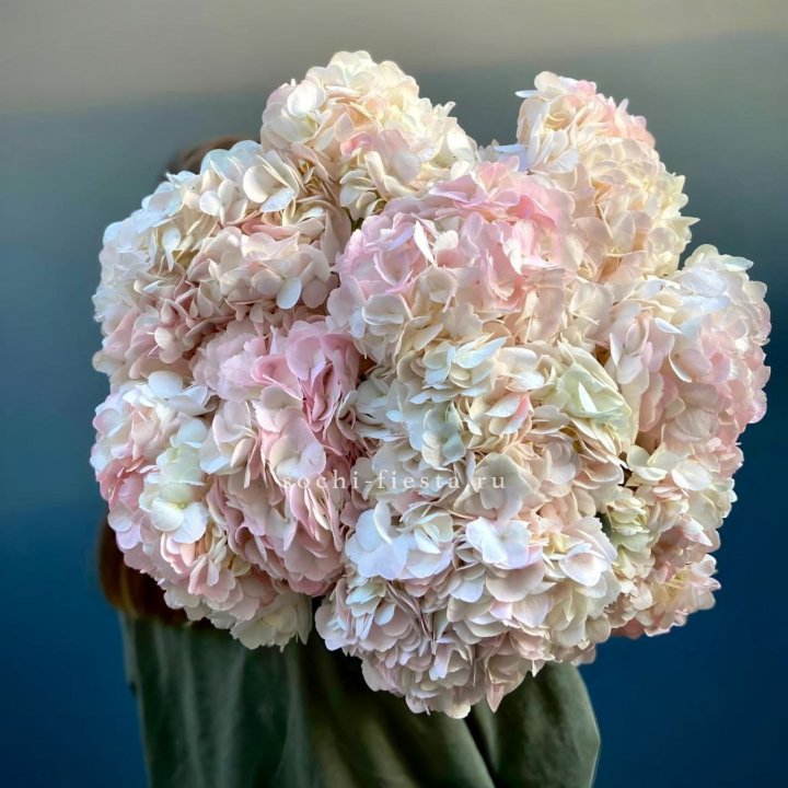 Охапка Розовой Гортензии в Сириусе