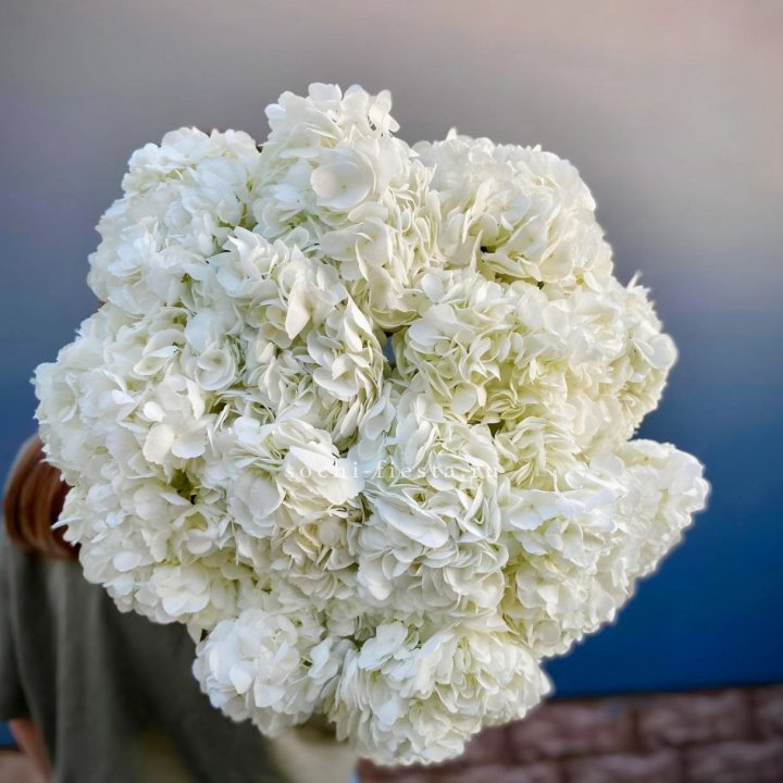 Охапка Белой Гортензии в Сириусе