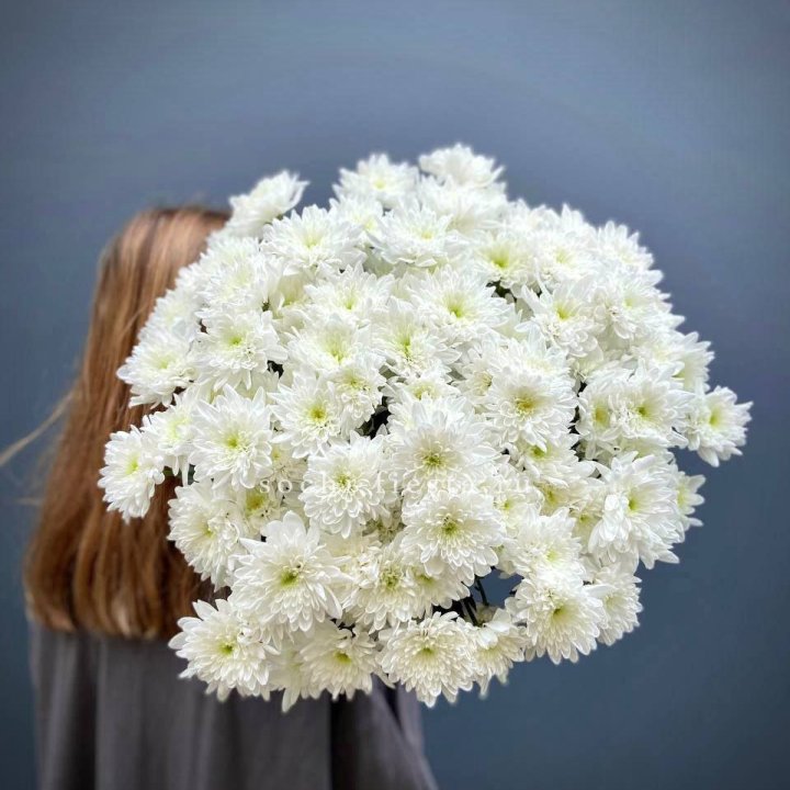 Охапка Хризантемы кустовой в Сириусе