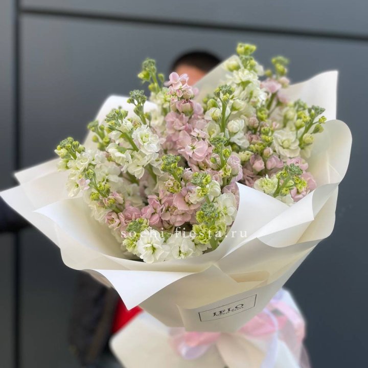 29 маттиол  в Сириусе