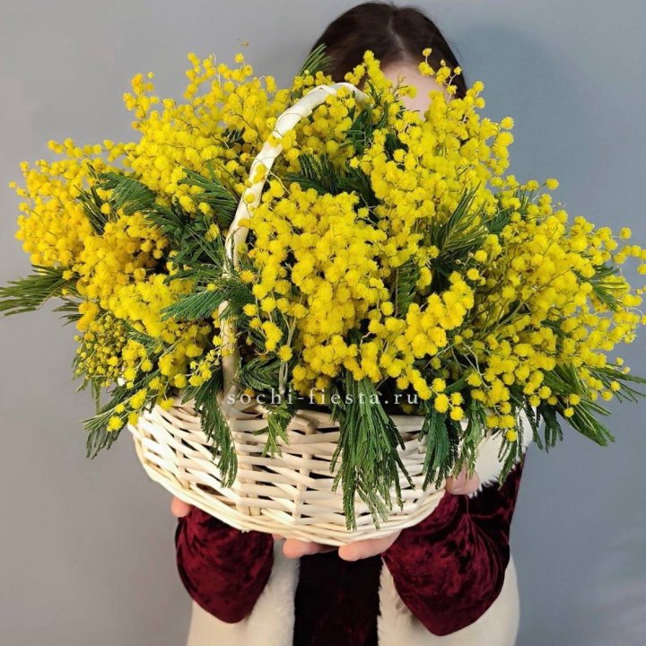 Корзина ароматной мимозы в Сириусе