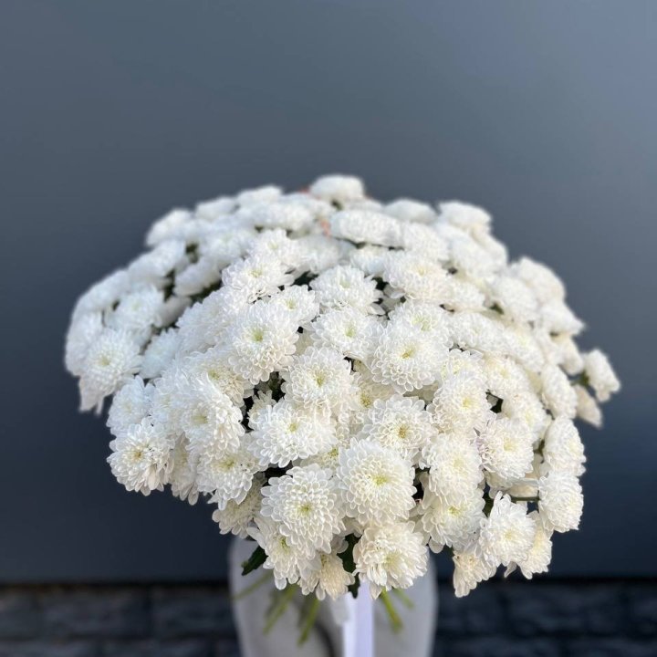  25 хризантем белых в Сириусе