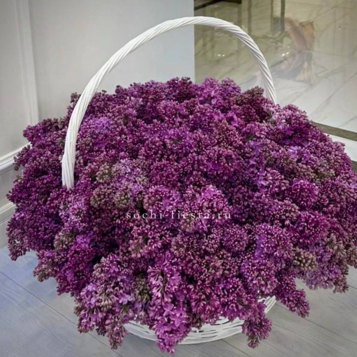Корзина сирени в Сириусе