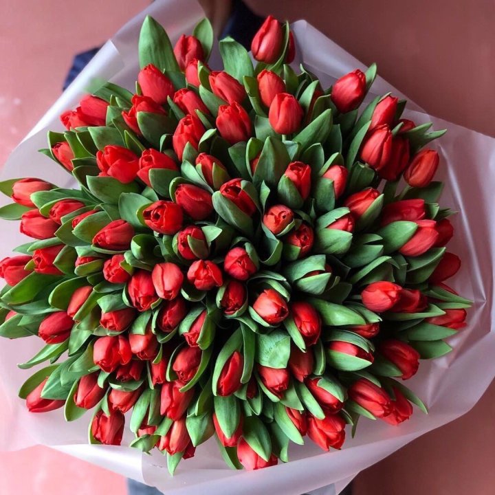 101 красный тюльпан в Сириусе